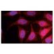 MTSS1 Antibody (M7-P3A7) - Immunofluorescence - Image 47835