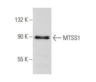 MTSS1 Antibody (SS-3) - Western Blotting - Image 48585 