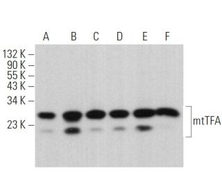 mtTFA Antibody (C-9) - Western Blotting - Image 379375 