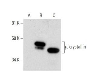 &mu;-crystallin Antibody (E-8) - Western Blotting - Image 291938 