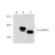 μ-crystallin Antibody (E-8) - Western Blotting - Image 291938 