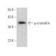 μ-crystallin Antibody (E-8) - Western Blotting - Image 373199 