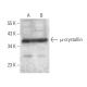 μ-crystallin Antibody (E-8) - Western Blotting - Image 373247