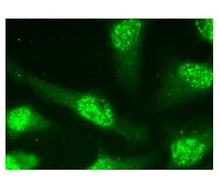 &micro;-crystallin Antibody (F-11) - Immunofluorescence - Image 158167 