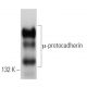 µ-protocadherin Antibody (G-1) - Western Blotting - Image 366384 
