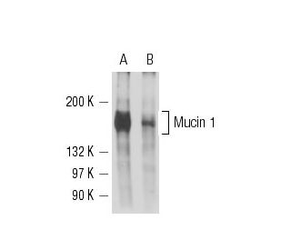 Mucin 1/MUC1 Antibody (BC-2) - Western Blotting - Image 15716 