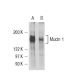 Mucin 1/MUC1 Antibody (BC-2) - Western Blotting - Image 15716 