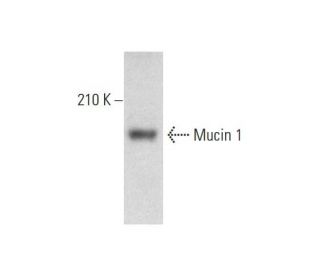 Mucin 1/MUC1 Antibody (H-6) - Western Blotting - Image 143508 