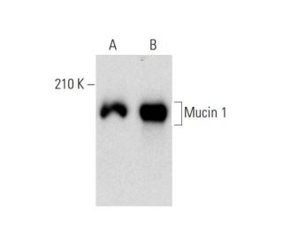 Mucin 1/MUC1 Antibody (M8C9) - Western Blotting - Image 143511
