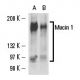 Mucin 1/MUC1 Antibody (X19) - Western Blotting - Image 15715