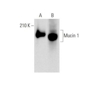 Mucin 1/MUC1 Antibody (X19) - Western Blotting - Image 143518 