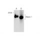 Mucin 1/MUC1 Antibody (X19) - Western Blotting - Image 143518 