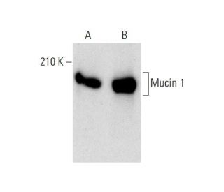 Mucin 1/MUC1 Antibody (M2F1) - Western Blotting - Image 143510