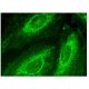 Mucin 12/MUC12 Antibody (G-1) - Immunofluorescence - Image 284681 