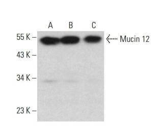 Mucin 12/MUC12 Antibody (G-1) - Western Blotting - Image 376106 