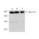 Mucin 12/MUC12 Antibody (G-1) - Western Blotting - Image 376106 