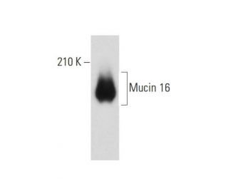 Mucin 16/MUC16 Antibody (C-6) - Western Blotting - Image 147493 