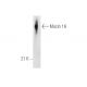 Mucin 16/MUC16 Antibody (X306) - Western Blotting - Image 14553