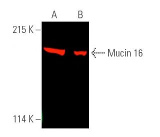 Mucin 16/MUC16 Antibody (C-6) - Western Blotting - Image 389972