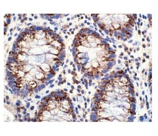 Mucin 2/MUC2 Antibody (Ccp58) - Immunohistochemistry - Image 160065 