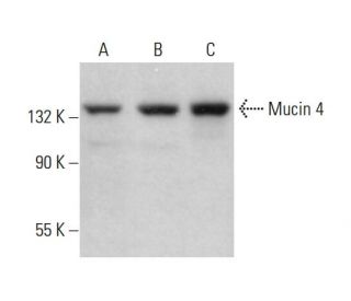 Mucin 4/MUC4 Antibody (1G8) - Western Blotting - Image 379159 