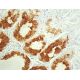 Mucin 5AC/MUC5AC Antibody (2-11M1) - Immunohistochemistry - Image 411503