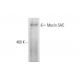 Mucin 5AC/MUC5AC Antibody (A-5) - Western Blotting - Image 312003