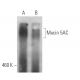 Mucin 5AC/MUC5AC Antibody (A-5) - Western Blotting - Image 379441 