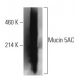 Mucin 5AC/MUC5AC Antibody (A-5) - Western Blotting - Image 400040 