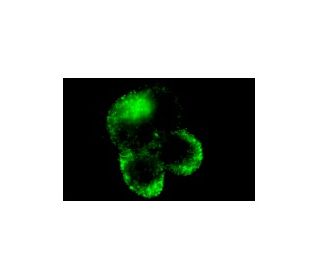 Mucin 5B/MUC5B Antibody (5B#19-2E) - Immunofluorescence - Image 5302 