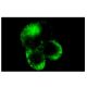 Mucin 5B/MUC5B Antibody (5B#19-2E) - Immunofluorescence - Image 5302 