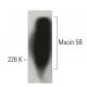 Mucin 5B/MUC5B Antibody (A-3) - Western Blotting - Image 396547