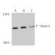 Mucin 6/MUC6 Antibody (0.N.459) - Western Blotting - Image 363829