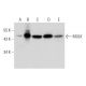 MULK Antibody (C-7) - Western Blotting - Image 311956 