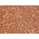 MUP Antibody (C-7) - Immunohistochemistry - Image 377158 