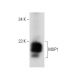 MUP Antibody (C-7) - Western Blotting - Image 73176 