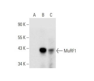 MuRF1 Antibody (D-5) - Western Blotting - Image 332773