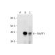 MuRF1 Antibody (D-5) - Western Blotting - Image 332773
