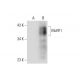 MuRF1 (C-11): sc-398608. Western blot analysis of MuRF1 expression in... 
