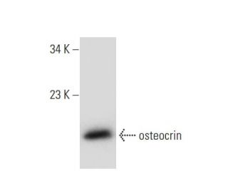Musclin Antibody (D-7) - Western Blotting - Image 147446