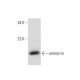 Musclin Antibody (D-7) - Western Blotting - Image 147446