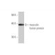 musculin Antibody (4D7) - Western Blotting - Image 348993