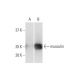 musculin Antibody (4D7) - Western Blotting - Image 352172 