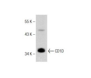 Mv 1 Lu Cell Lysate: sc-3810. Western blot analysis of... 