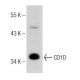 Mv 1 Lu Cell Lysate: sc-3810. Western blot analysis of... 