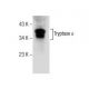 Mv 1 Lu Cell Lysate: sc-3810. Western blot analysis of...