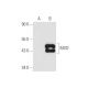 MVD Antibody (2B5) - Western Blotting - Image 59467 