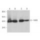 MVD Antibody (H-11) - Western Blotting - Image 371363 