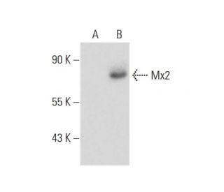 Mx2 Antibody (H-7) - Western Blotting - Image 133542