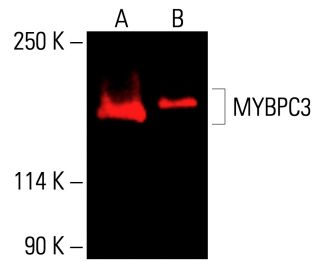 MYBPC3 Antibody (F-1) - Western Blotting - Image 415902 